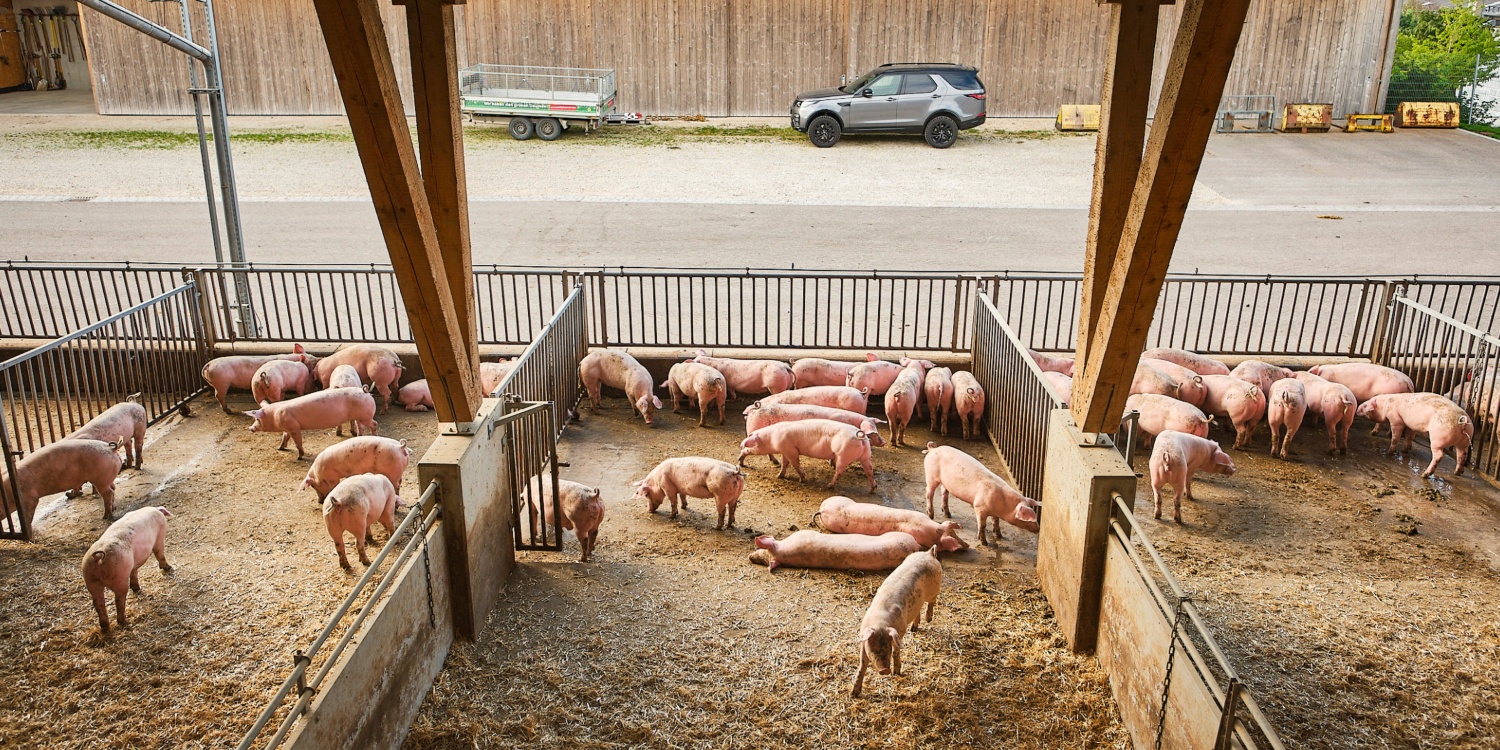 Offene Schweineställe mit Schweinen von oben.