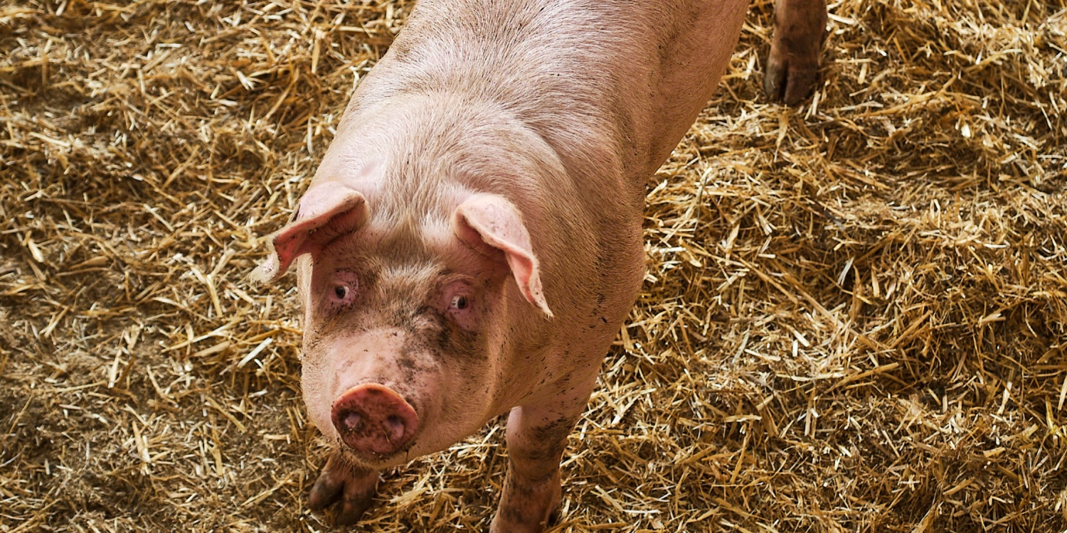 Ein Schwein auf dem Johannes Hof