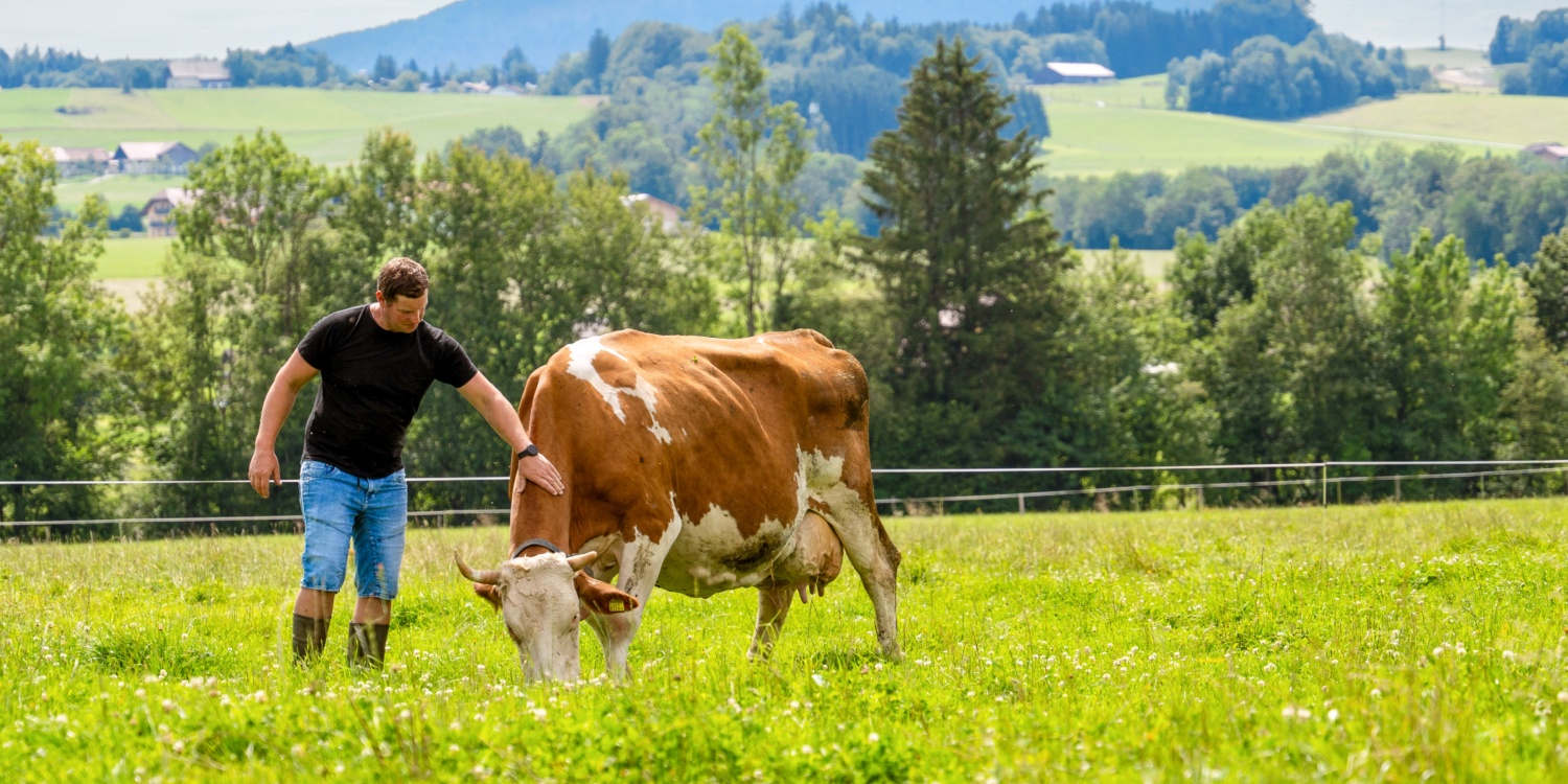 Herr Gimpl streichelt eine Kuh auf der Weide