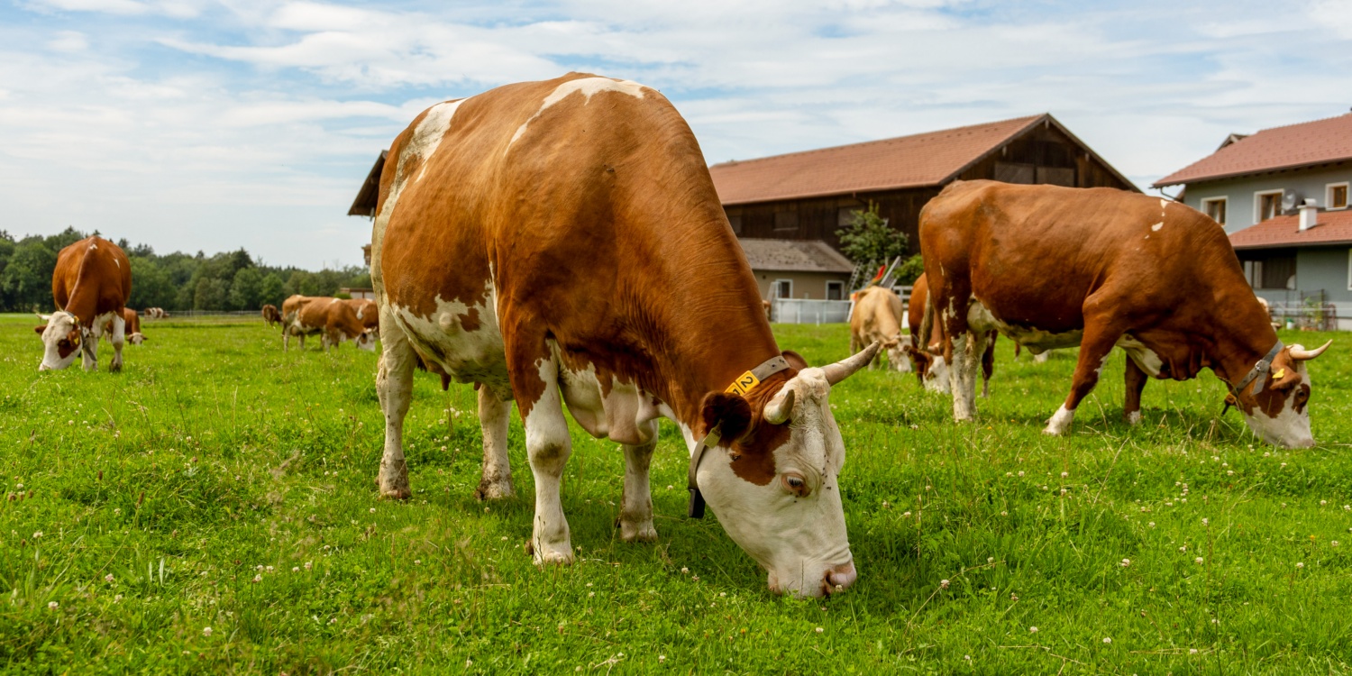 Nahaufnahme einer Kuh, die neugierig in die Kamera schaut.