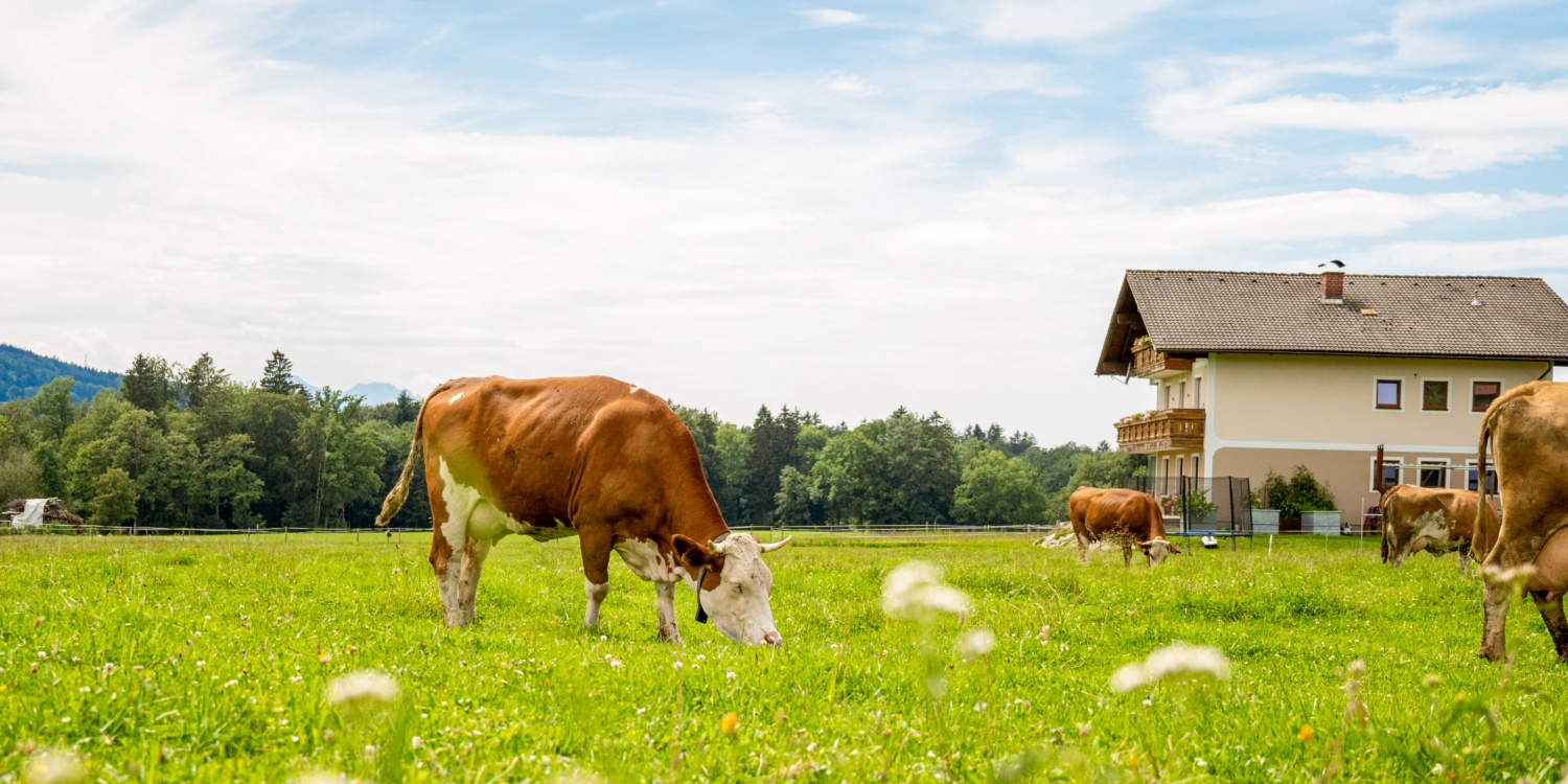 Kühe fressen Gras auf der Weide.