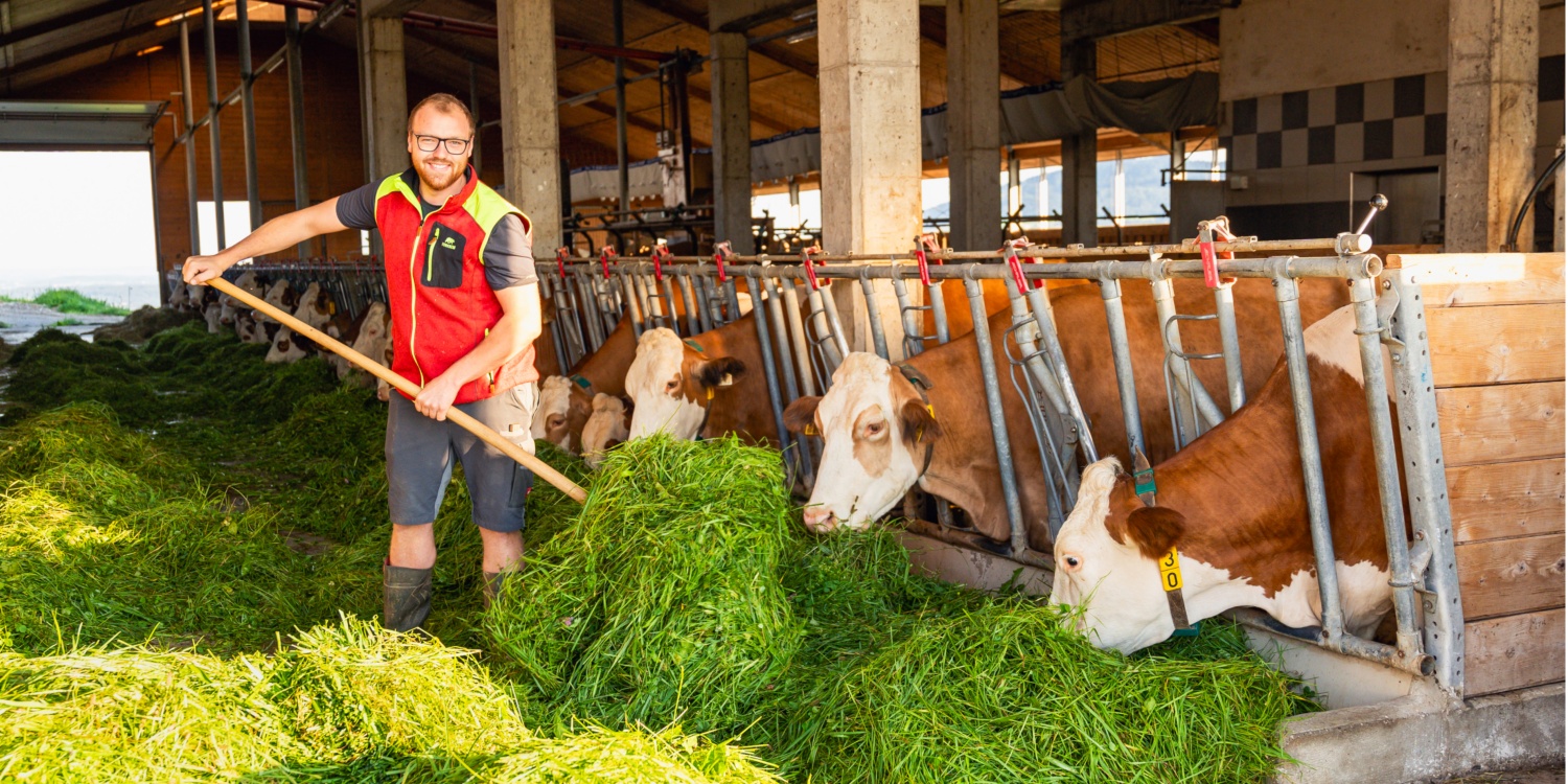 Herr Gruber mistet im Kuhstall.