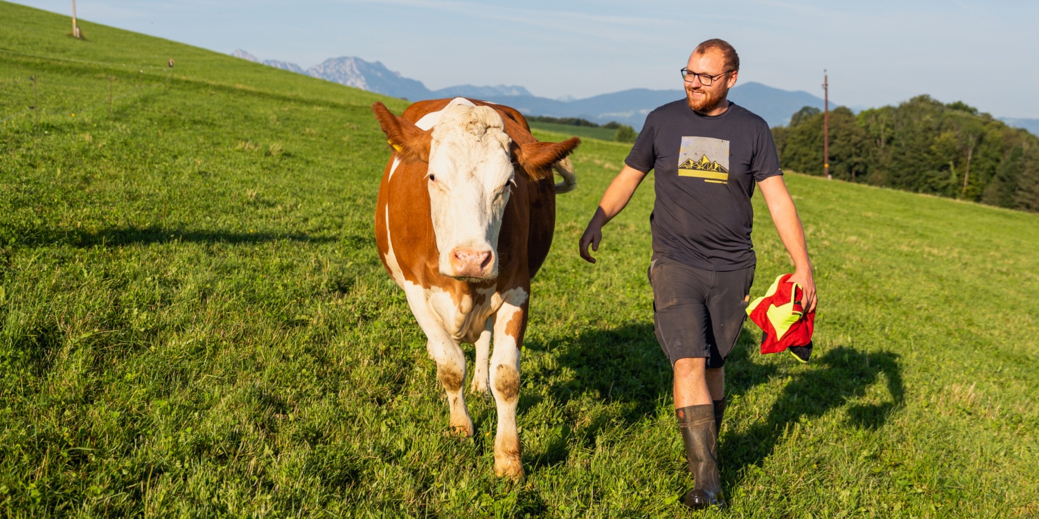 Herr Gruber läuft neben einer Kuh auf der Weide.