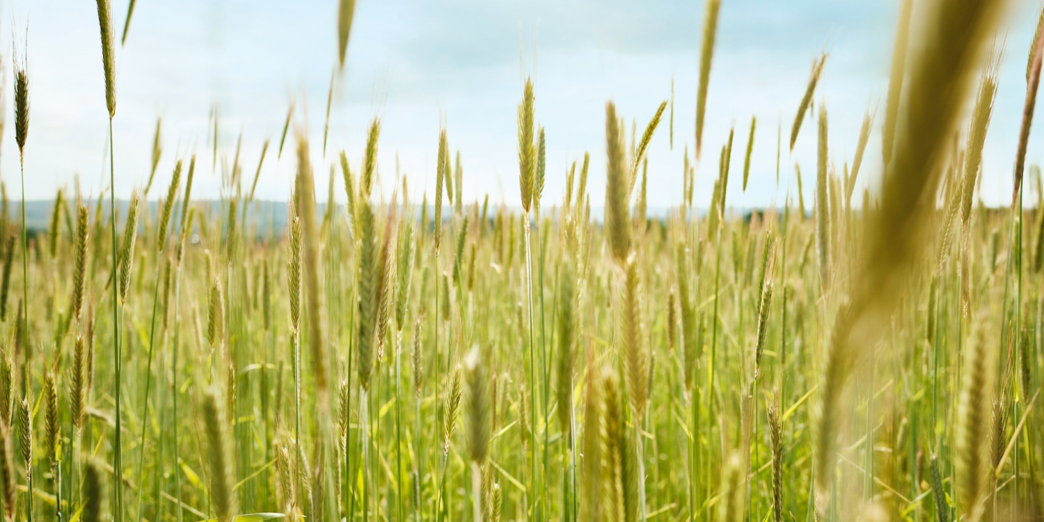 Nahaufnahme der Getreide-Ähren auf einem Feld.