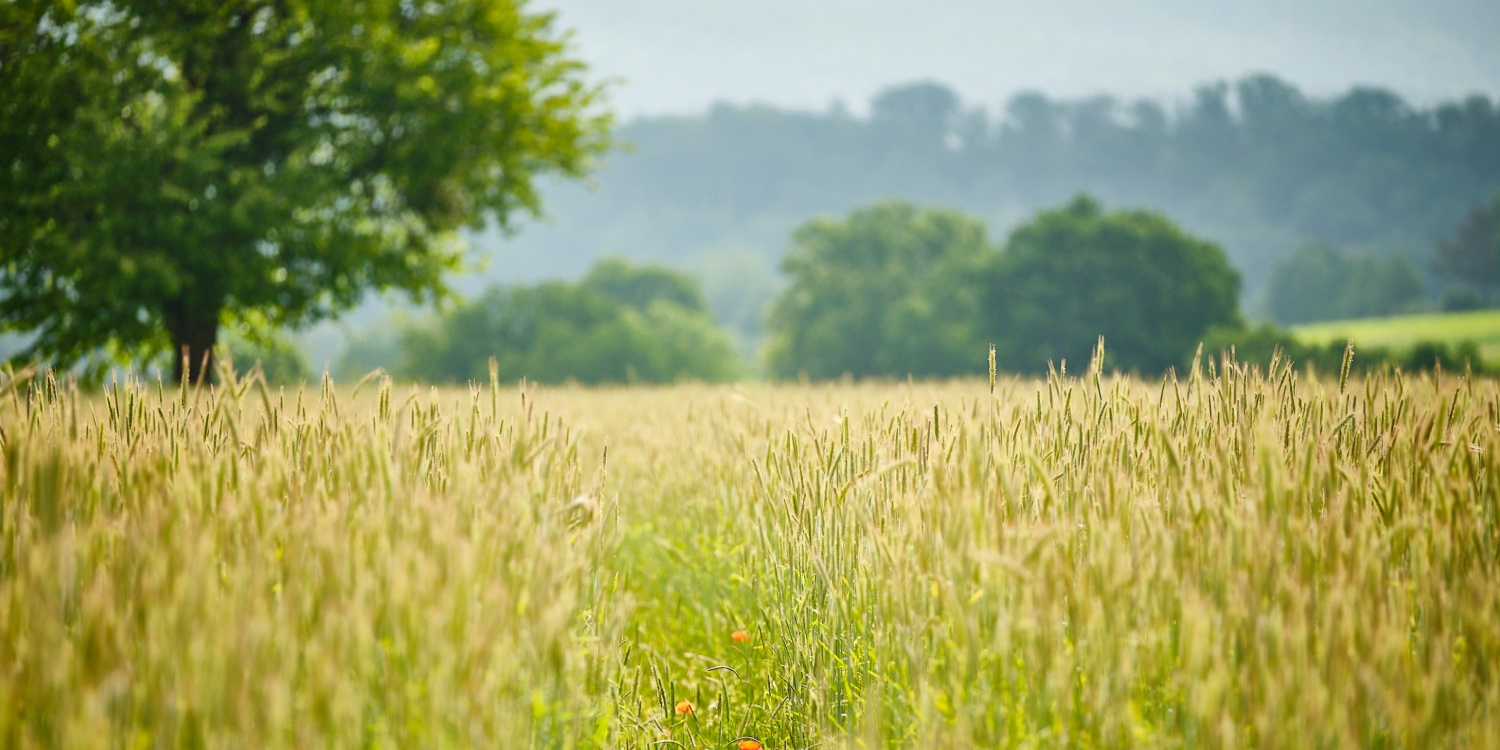 Getreidefeld mit Baumkronen im Hintergrund