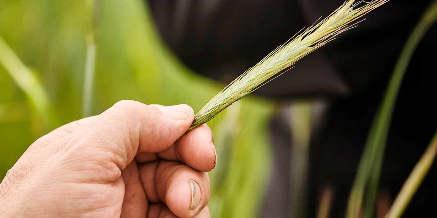 Georg Hau prüft eine Getreide-Ähre.
