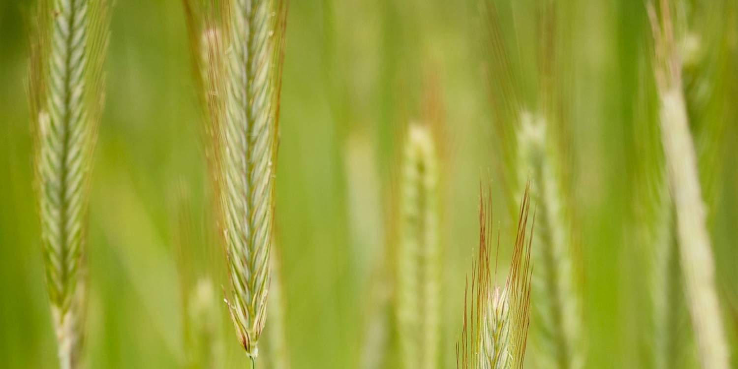 Getreidehalme auf dem Feld.