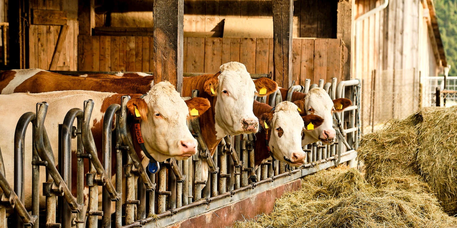 Vier Kühe stehen am Futtertrog.