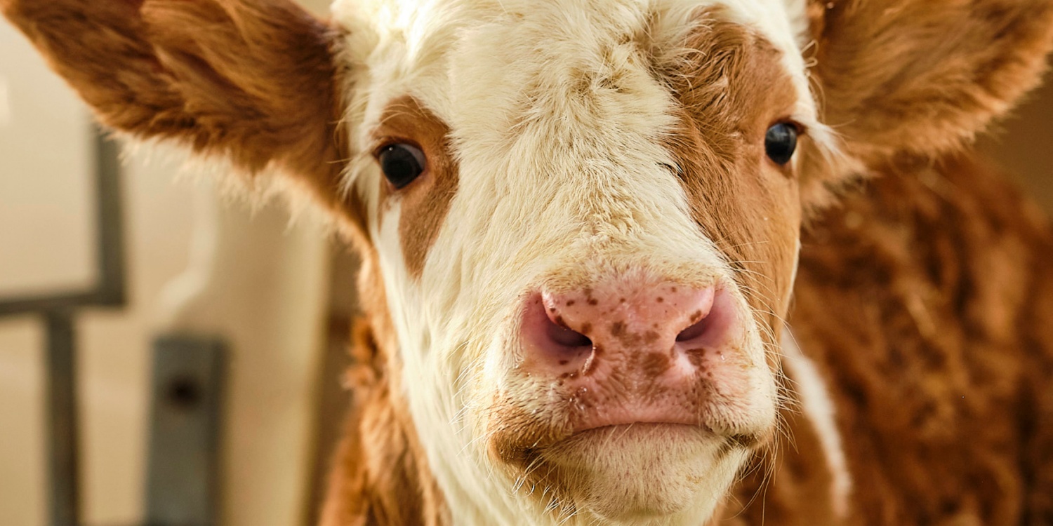 Nahaufnahme eines Kalbs.