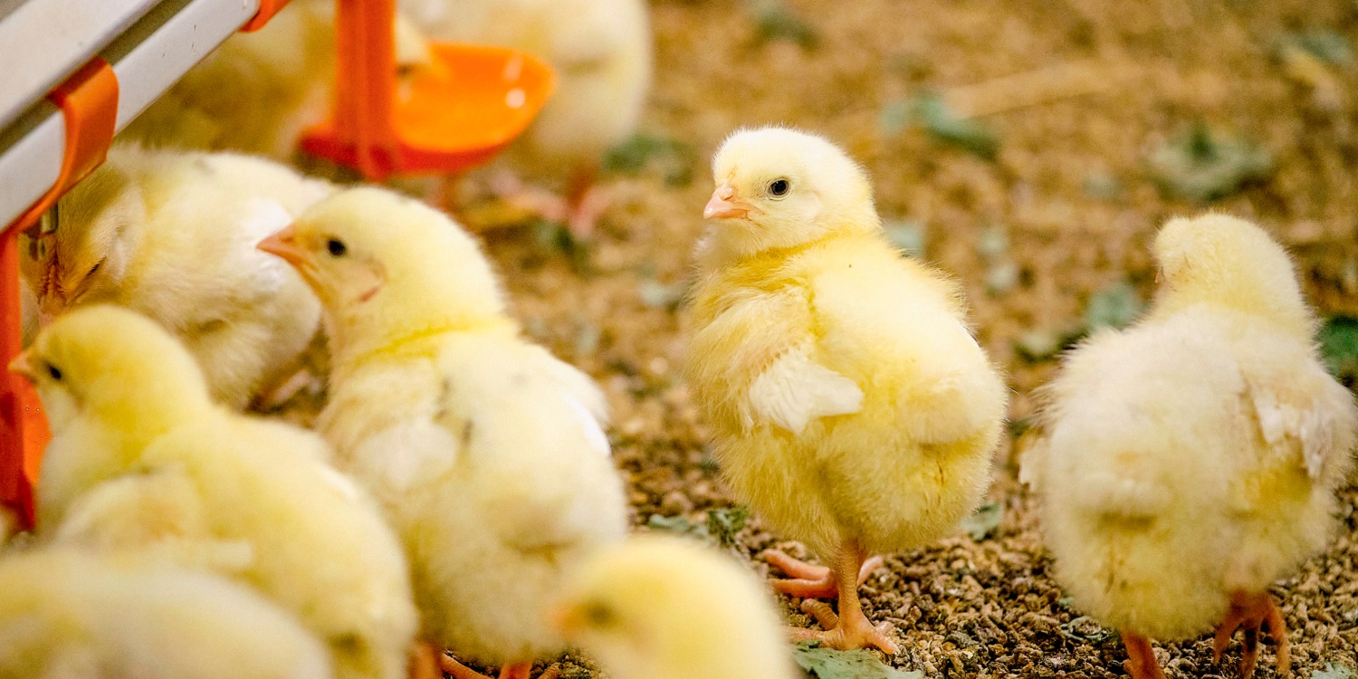 Küken gehen zum Futtertrog.