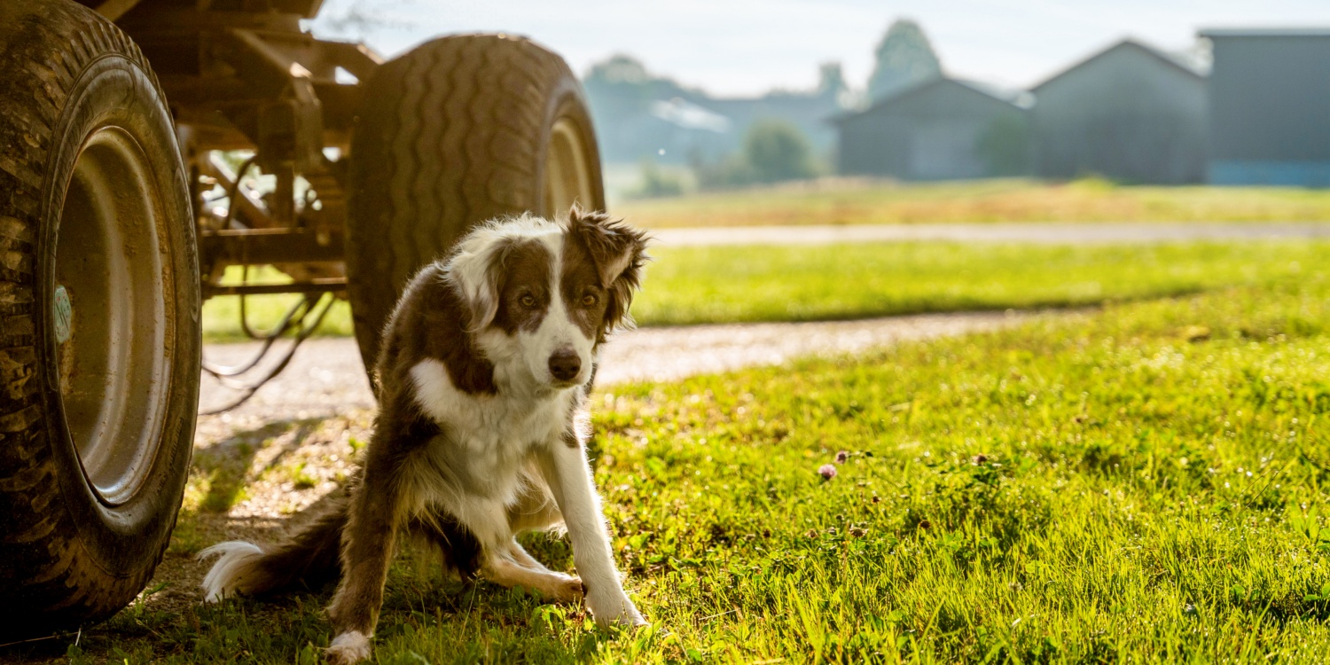 Familien Hund neben dem Traktor.