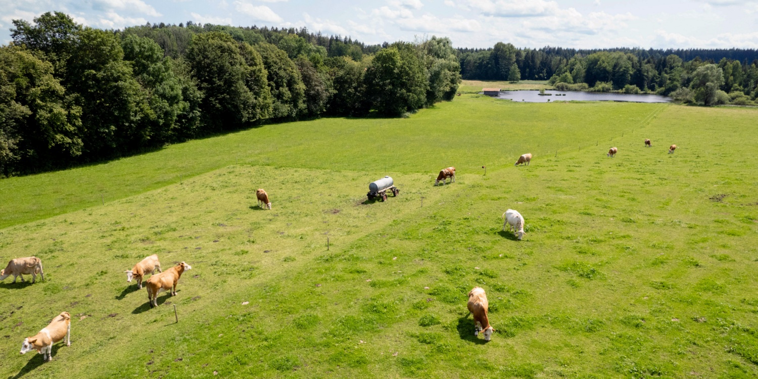 Kühe auf der Weide.