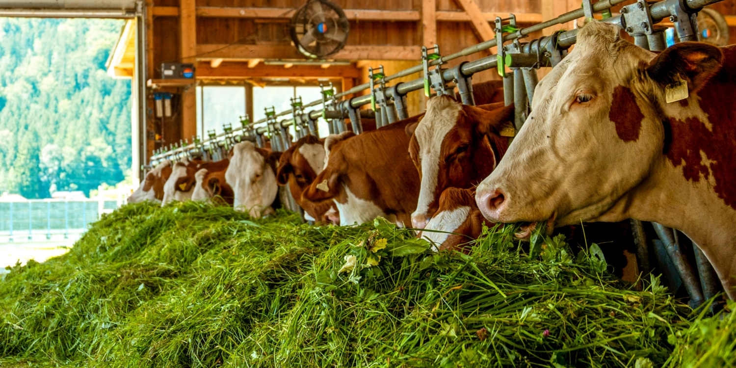 Kühe im Stall fressen grünes Gras aus dem Futtertrog.