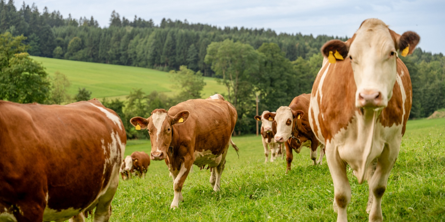 Kühe auf einer Wiese.