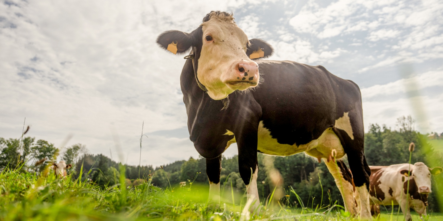 Eine Kuh steht auf der Weise und schaut sich um.