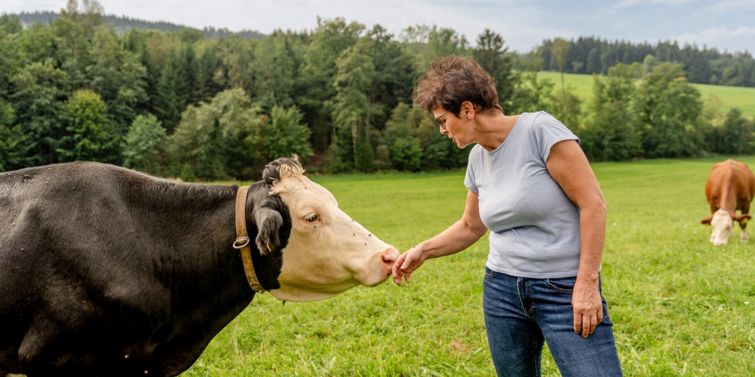 Frau Lechner füttert eine Kuh.