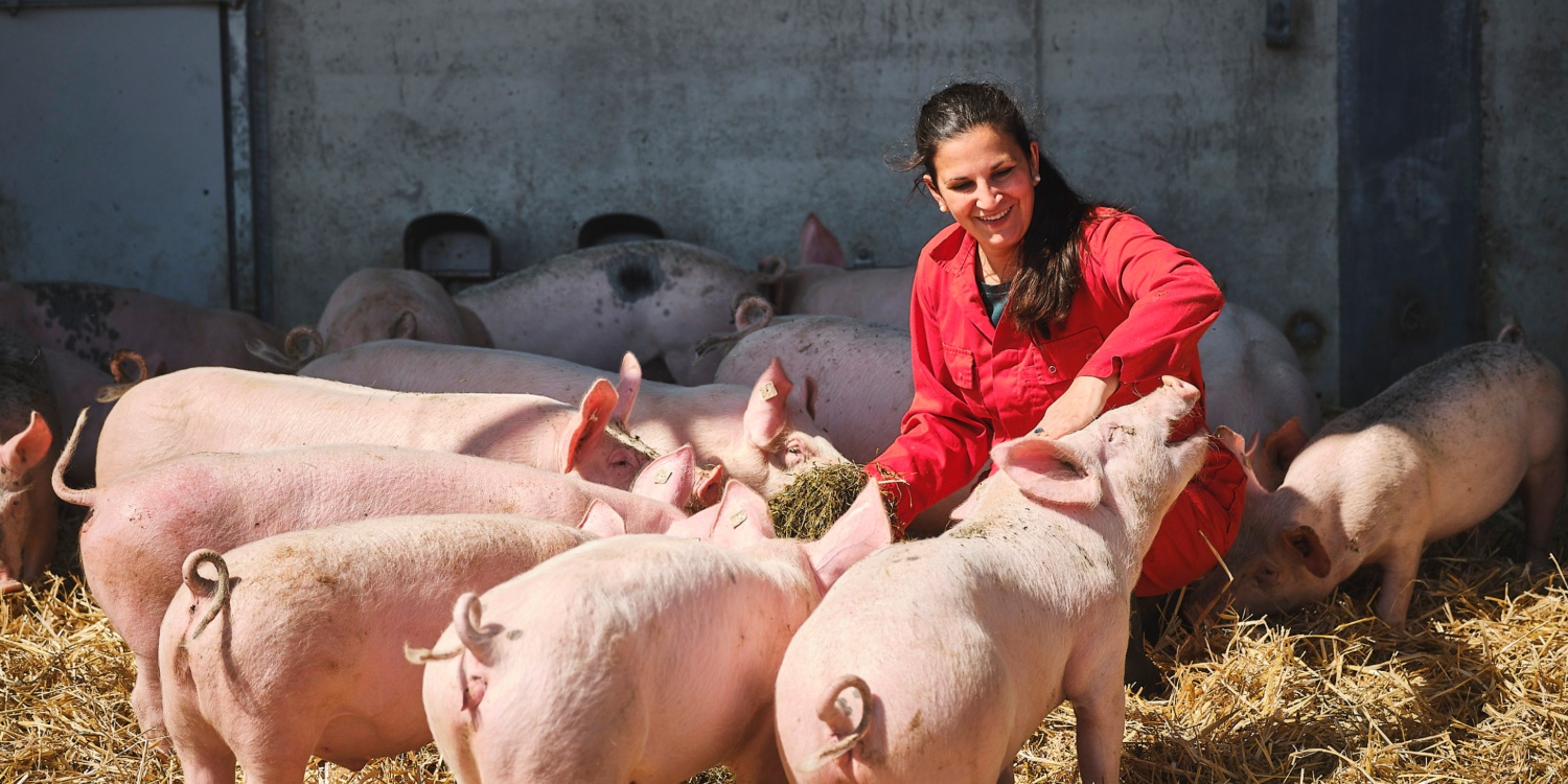 Frau Maack füttert die Schweine mit Heu.