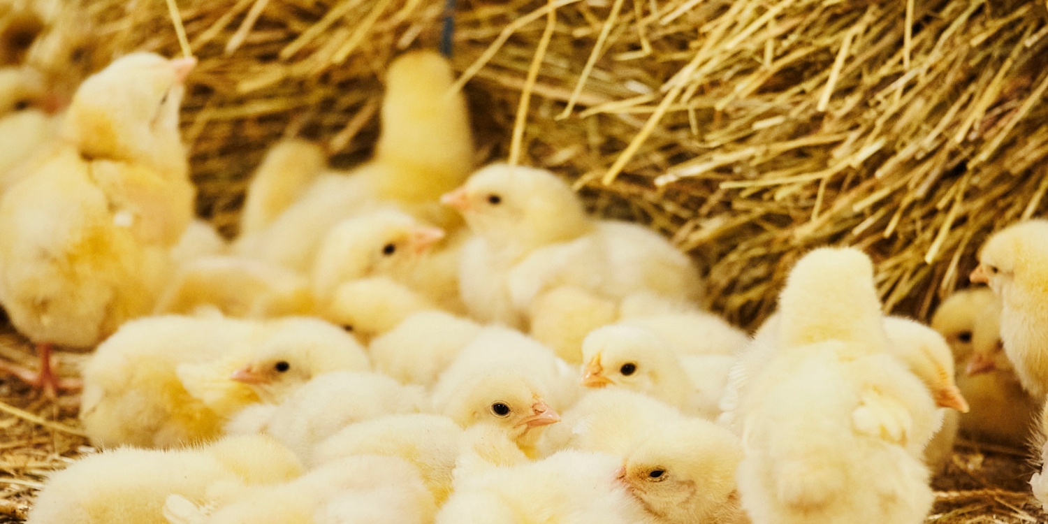 Gelbe Küken im Heu auf dem Naturland-Hof Ranhör.