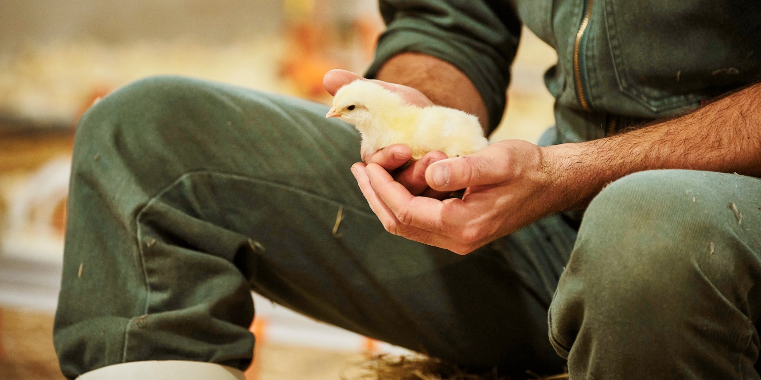 Stefan Meier hält ein Küken in seinen Händen.