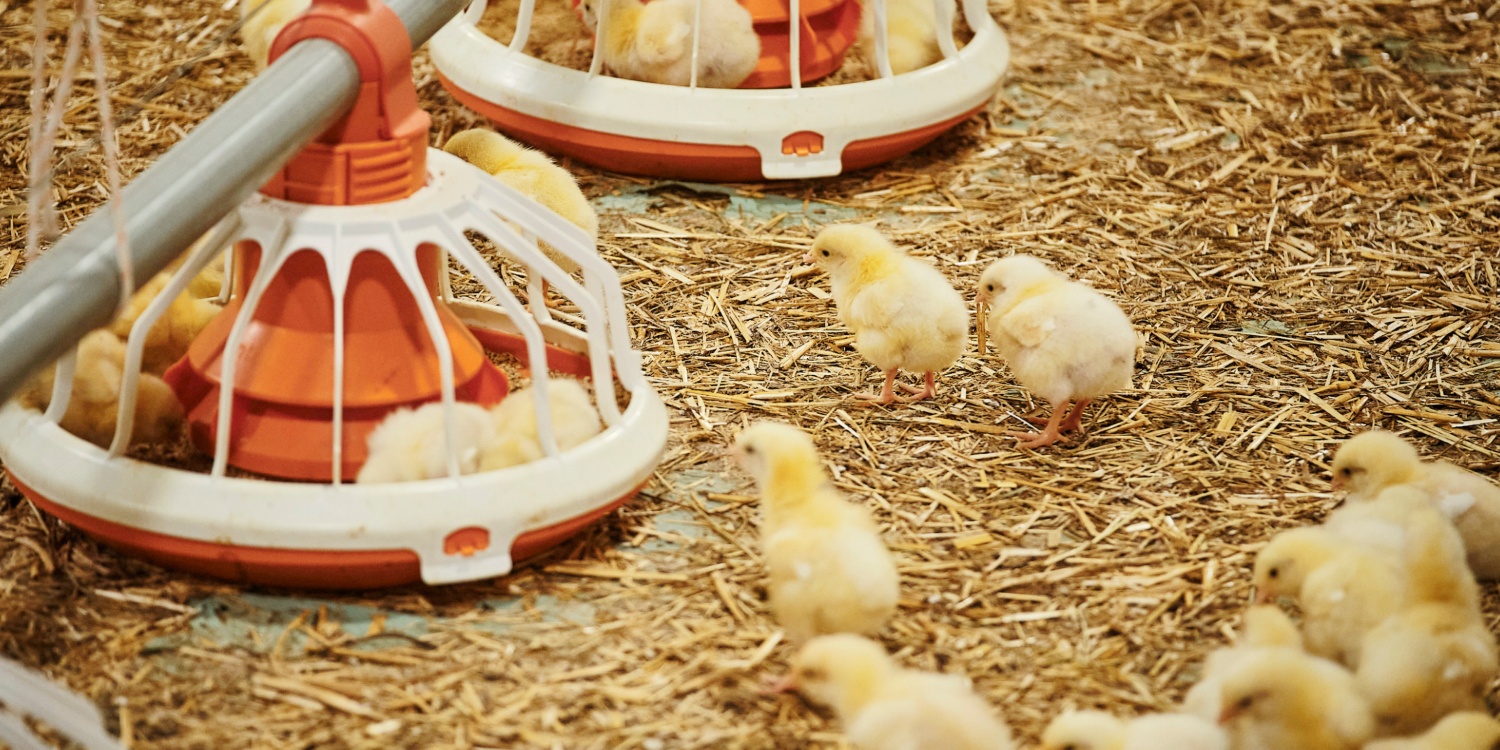 Küken laufen gemeinsam zu den Futternäpfen.