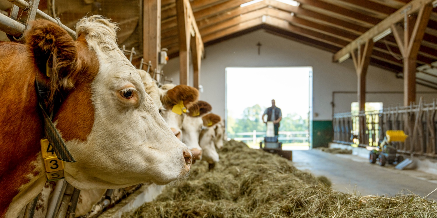 Tobias Müller füttert Kühe im Stall.