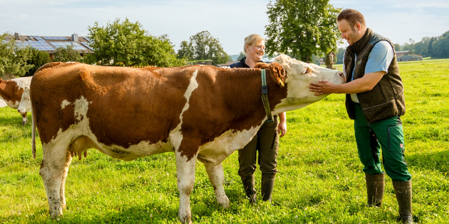 Herr und Frau Müller streicheln eine Kuh auf der Wiese.