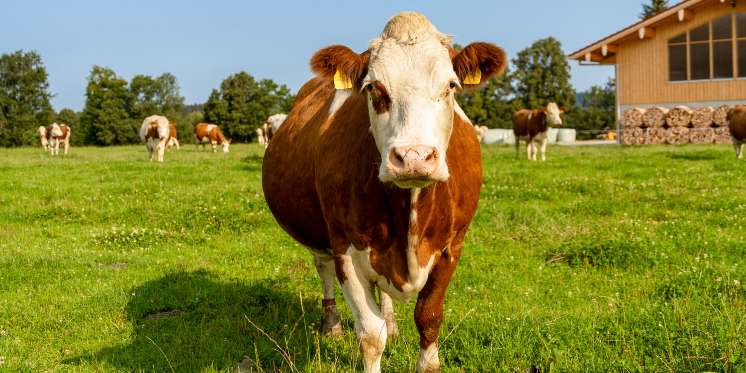 Nahaufnahme einer Kuh auf der Weide nahe dem Biohof.
