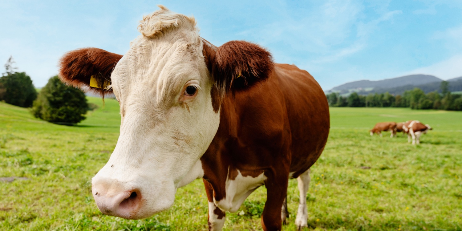 Kuh auf dem Hof Hinterhofer.