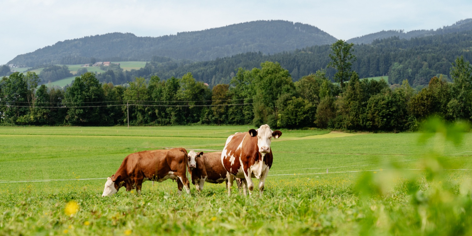Drei Kühe auf der Weide.
