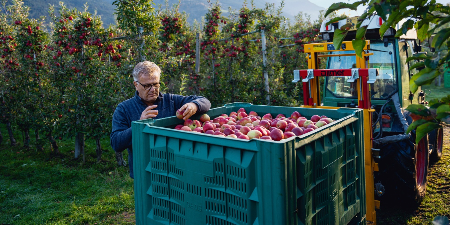 Paul Wellenzohn sortiert frisch gepflückte Äpfel in einer großen grünen Kiste inmitten eines Apfelgartens mit Traktor im Hintergrund.