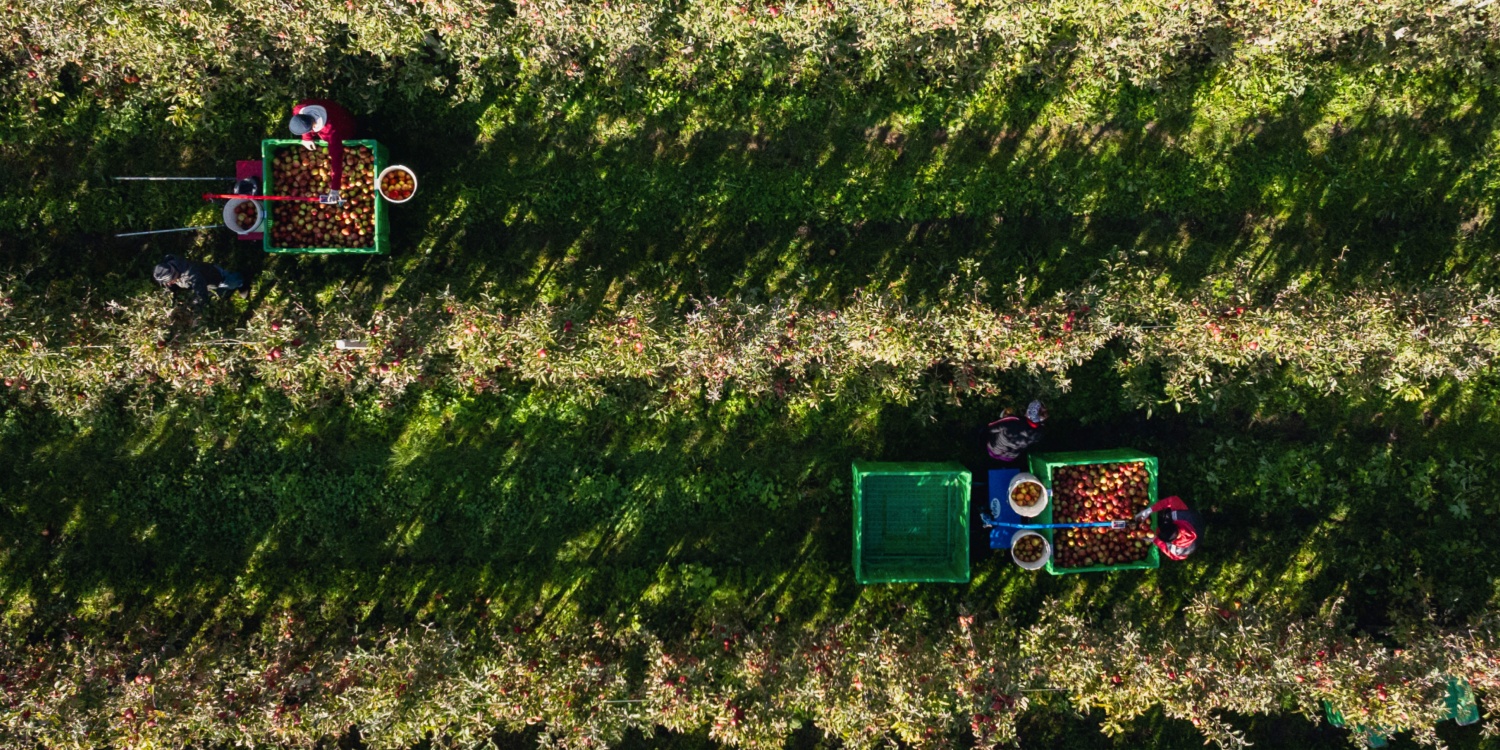 Drohnenansicht auf Apfelernte bei Familie Wellenzohn