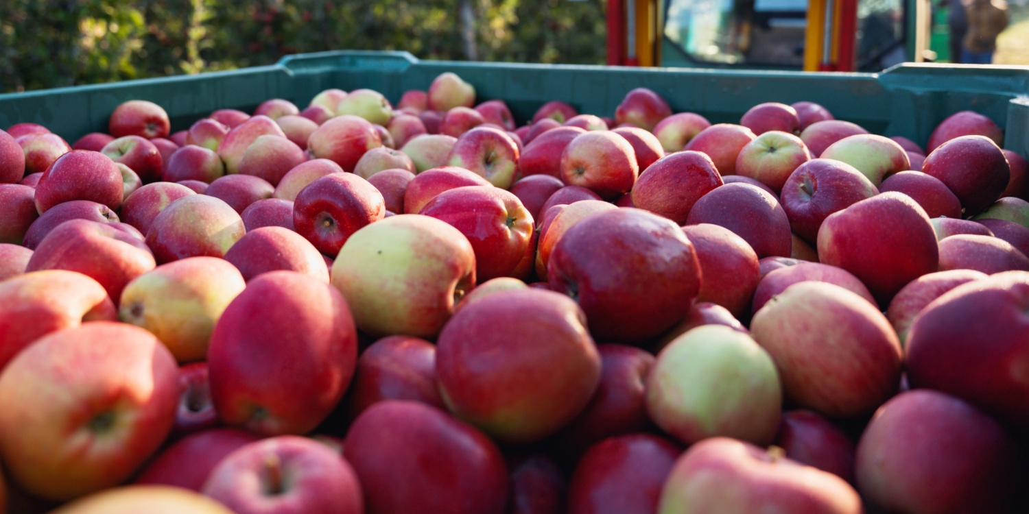 Nahansicht von frisch gepflückten Äpfel in einer Kiste auf einem Traktor