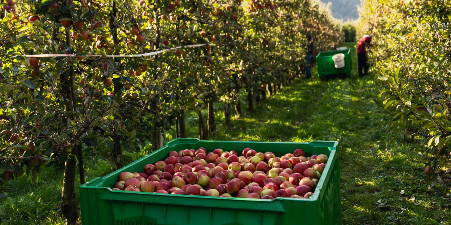 Blick in eine Apfelplantage der Familie Wellenzohn