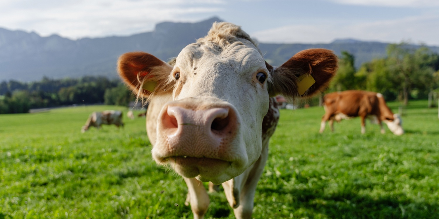 Eine Kuh streckt neugierig ihren Kopf in die Kamera.