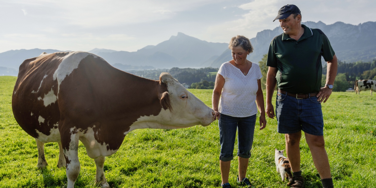 Eine Kuh schnuppert neugierig an der Hand von Frau Widlroither.