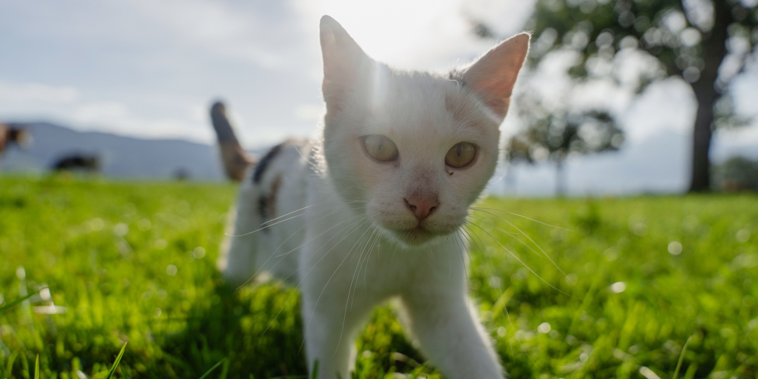 Hofkätzchen guckt in die Kamera.