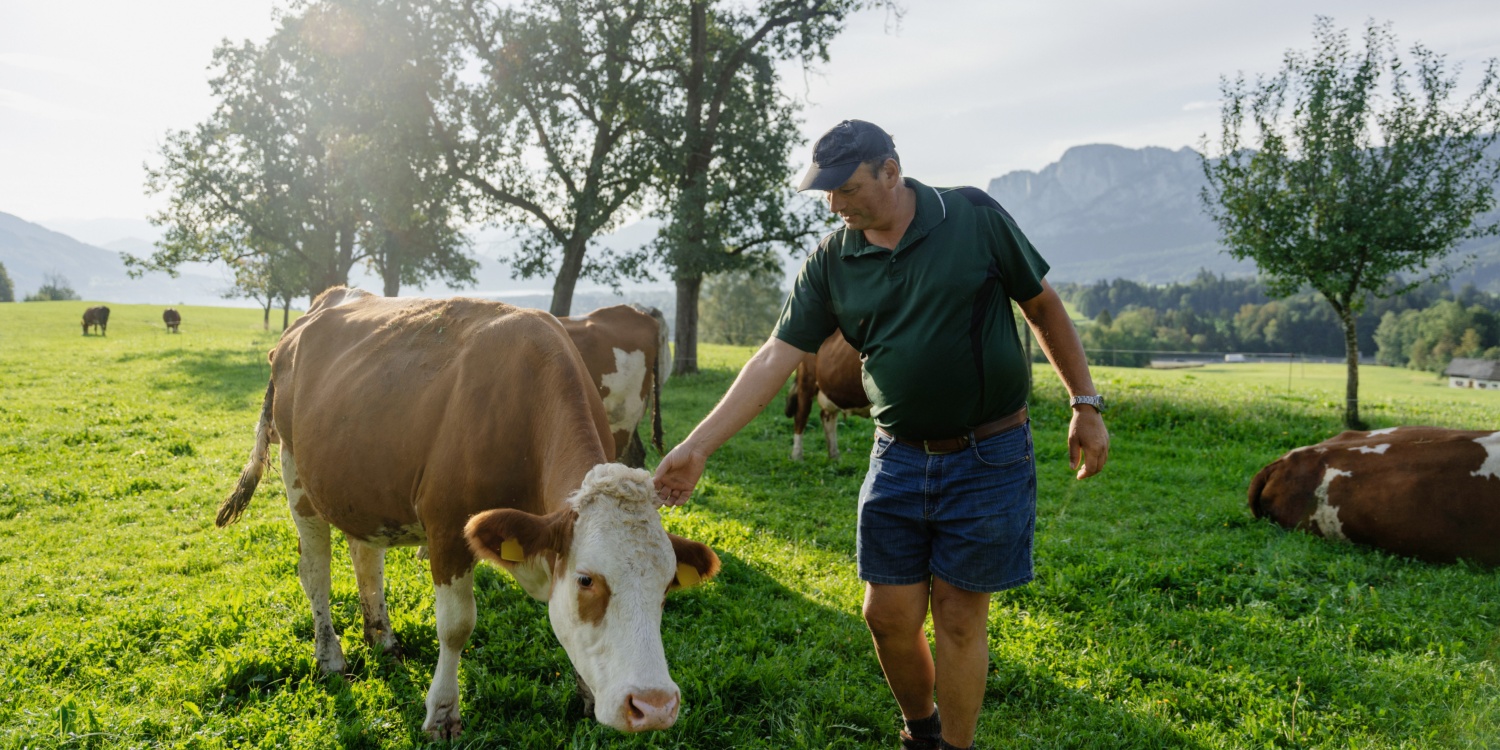 Herr Widlroither streichelt eine seiner Kühe.