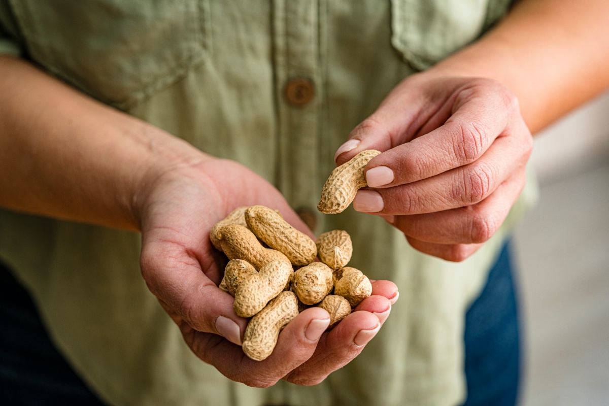 Person hält eine Handvoll ungeschälter Erdnüsse, während sie eine einzelne Erdnuss mit der anderen Hand greift.