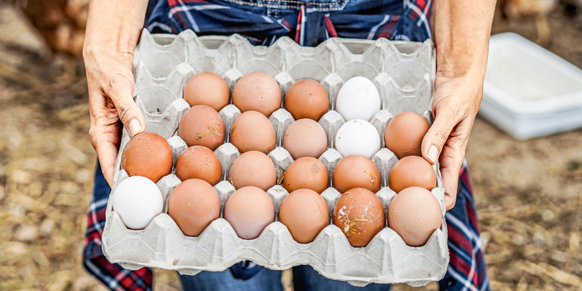 Eine Person hält eine Schachtel voll Eier.