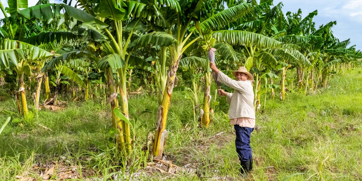 Ein Landwirt mit Strohhut arbeitet auf einer Bananenplantage, umgeben von grünen Bananenbäumen. Er steht lächelnd neben einer Banane, die er gerade pflückt.