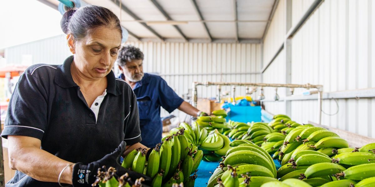 Zwei Arbeiter sortieren grüne Bio-Bananen in einer Fabrikhalle.