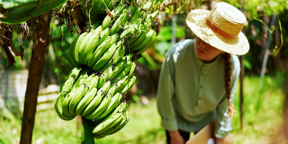 Eine Frau mit Strohhut inspiziert einen großen Büschel grüner Bio-Bananen, die an einem Baum auf einer Plantage wachsen.