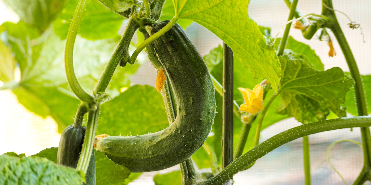 An einer Bio-Gurgkenpflanze wächst eine krumme Gurke.