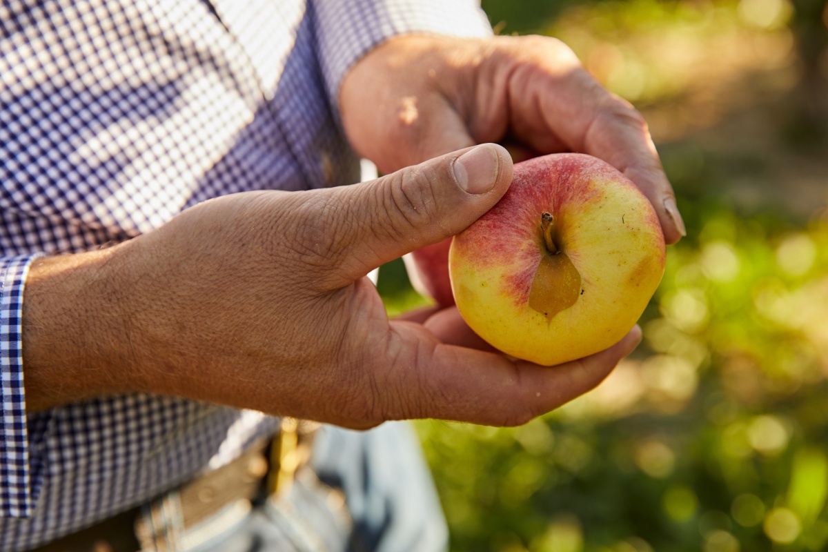 Hände halten einen Apfel mit einem kleinen optischen Makel.