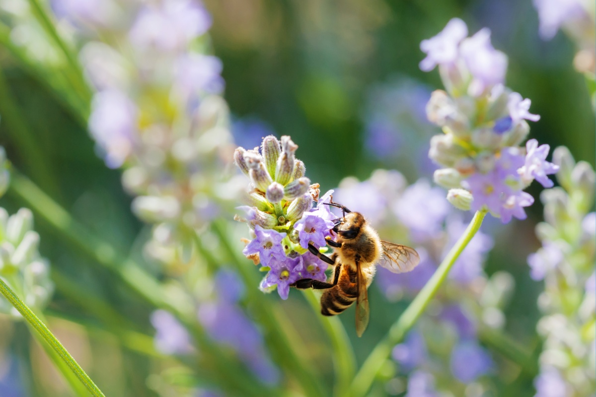 Biene auf einer Lavendelblüte.