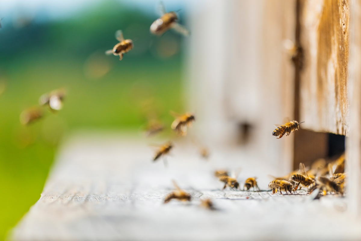 Bienen umschwirren Bienenkästen.