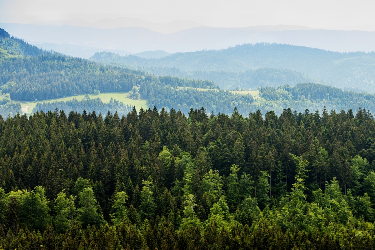 Aufgeforstete Wälder im Gebirge