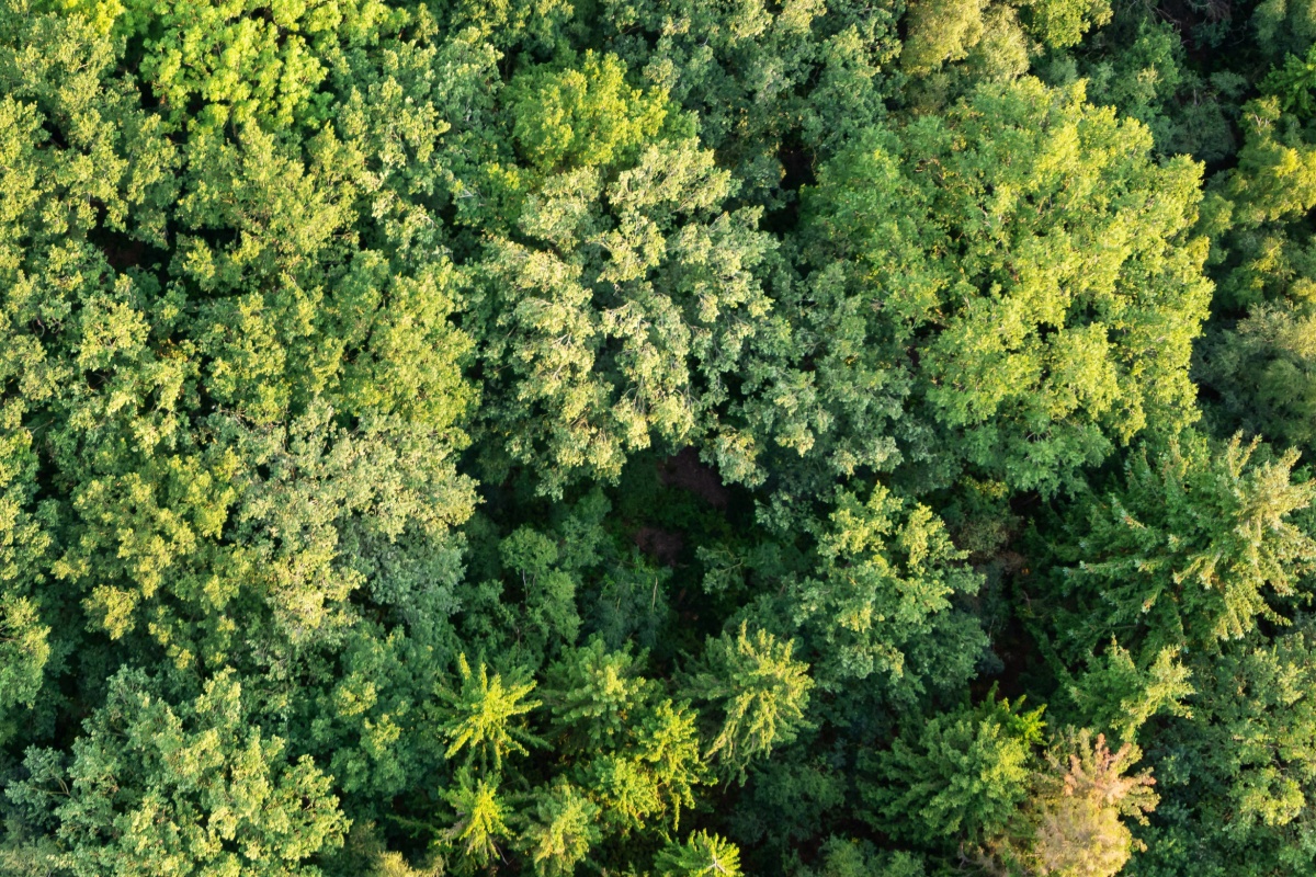 Baumkronen eines Waldes aus der Vogelperspektive.