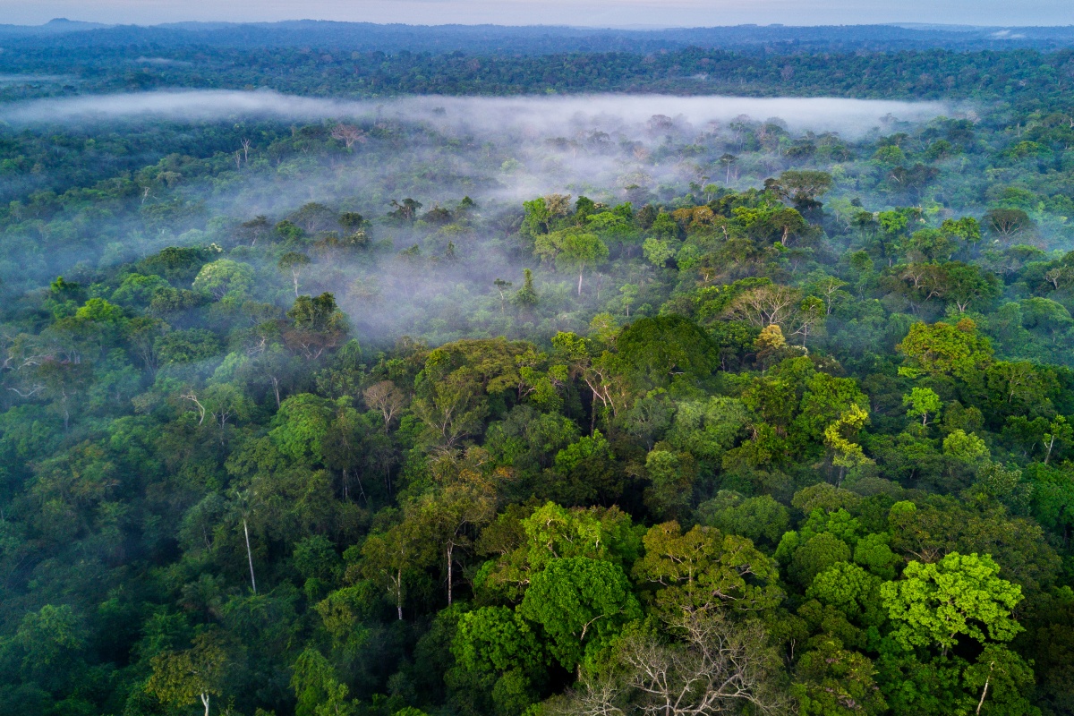  Nebel über Baumwipfeln im Regenwald