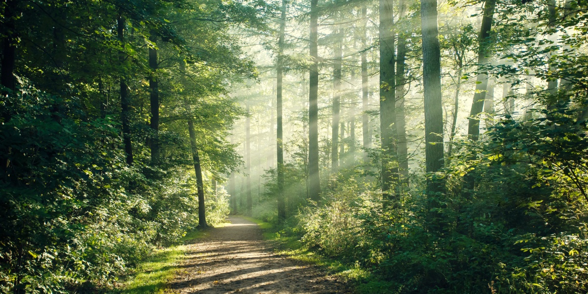 Sonniger Weg durch einen grünen Wald.